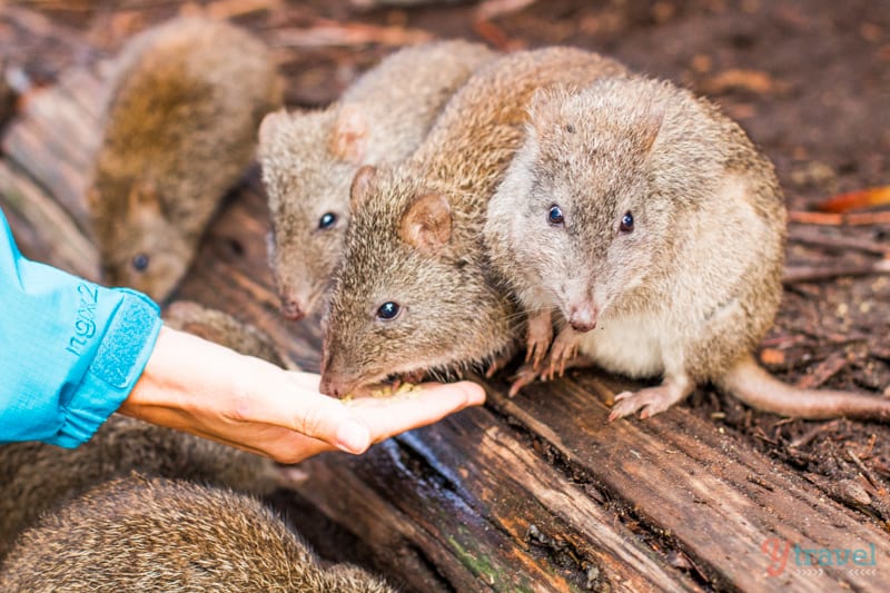 Hand feed the potoroos at Cleland Wildlife Park, Adelaide Hills, South Australia