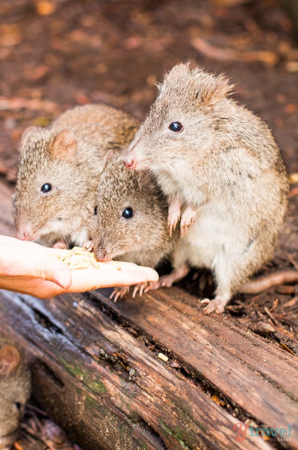Hand feed the cute potoroos at Cleland Wildlife Park, Adelaide Hills, South Australia
