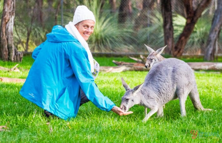 woman feeding kangaroos