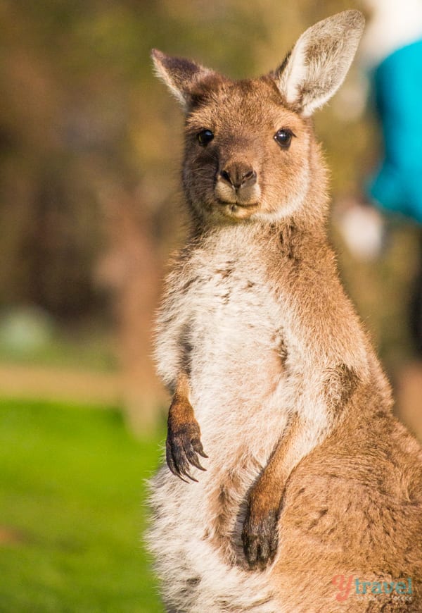 close up of a kangaroo