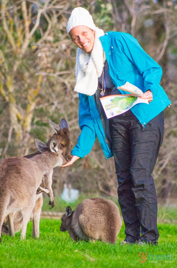 woman feeding kangaroos