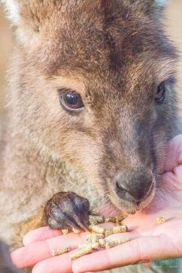 Hand feed the kangaroos at Cleland Wildlife Park, Adelaide Hills, South Australia