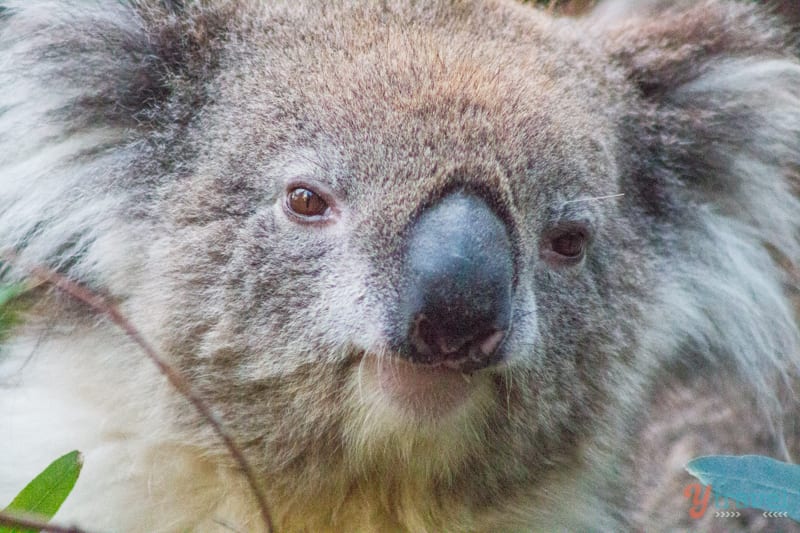Meet the cute koalas at Cleland Wildlife Park, Adelaide Hills, South Australia