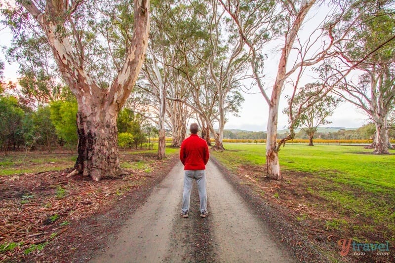 man standing on path surrounded by Beautiful gum trees in the Barossa Valley,