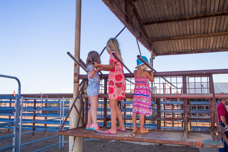 girls looking into cattle pen Camden Park Station, Longreach, Queensland, Australia