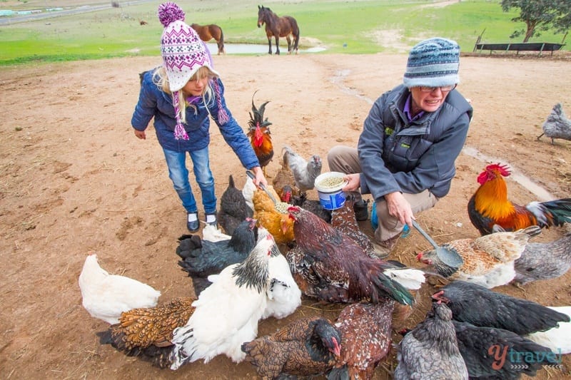 people feeding chickens