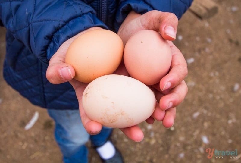 hands holding eggs