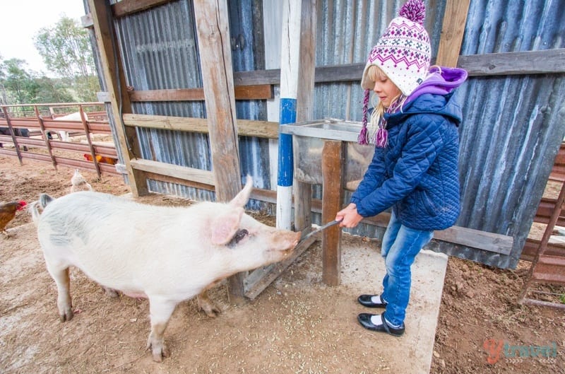 girl feeding a pig