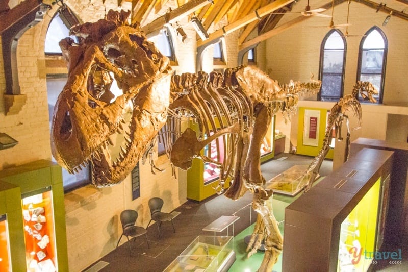dinosaur bones in museum
