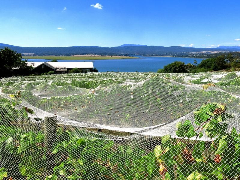 netting over vineyards at The Tamar Valley, Tasmania