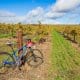 Bike and picnic in the Barossa Valley, South Australia