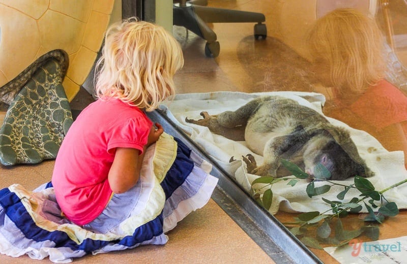 little girl looking at an animal in a cage