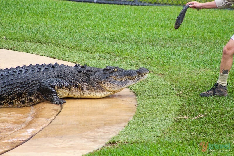 Saltwater croc at Australia Zoo, Queensland, Australia