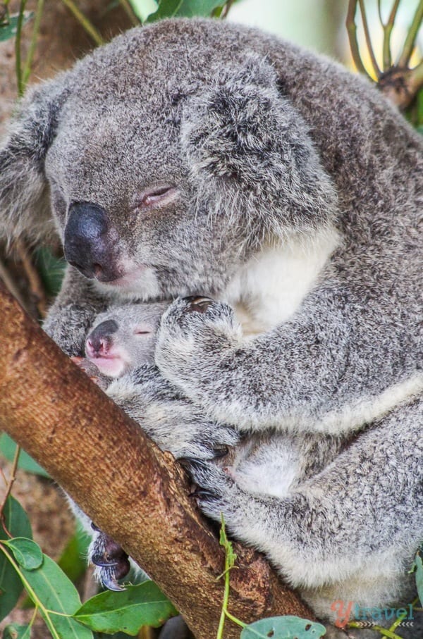 Baby koala at Australia Zoo, Queensland, Australia