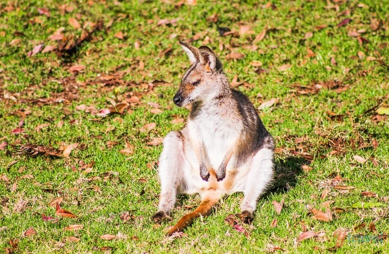 Wallaby sitting down on the grass