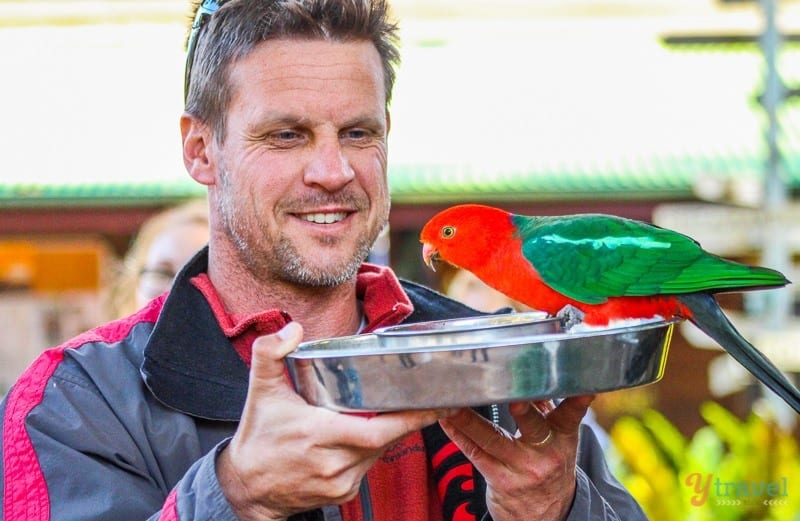man feeding the King Parrots sitting on a tray 