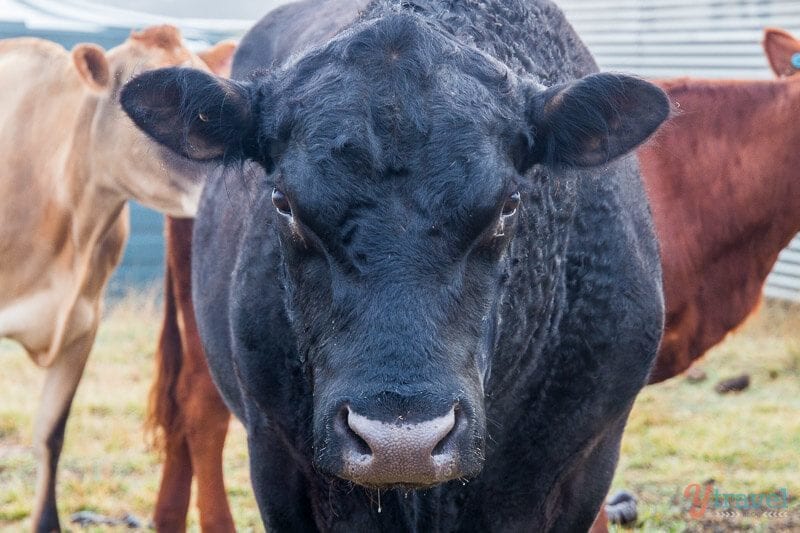 black cow looking at camera
