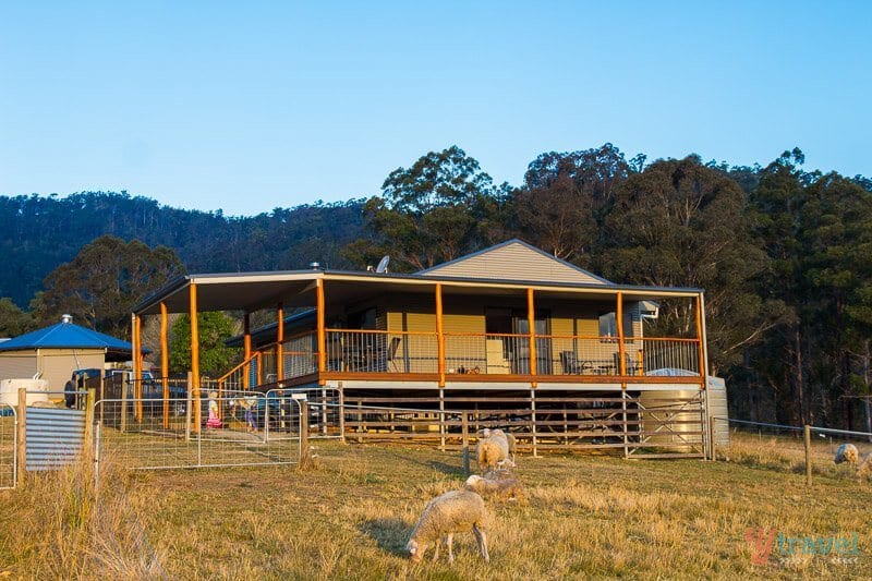 Ewetopia Farm Stay cabin with sheep in front