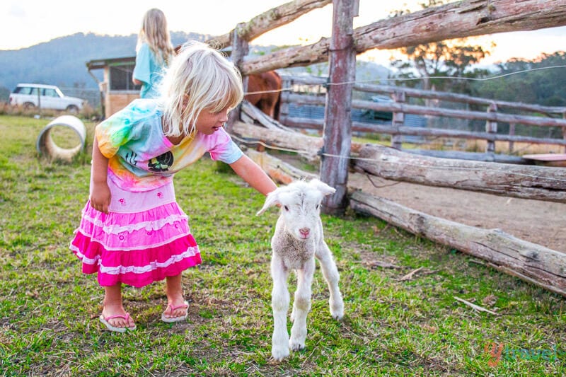 girl petting lamb