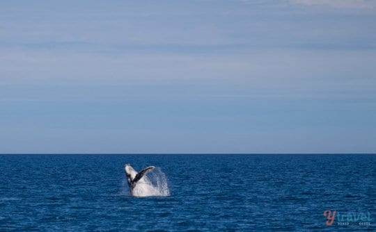 Humpback whale breaches in Hervey Bay, Queensland, Australia