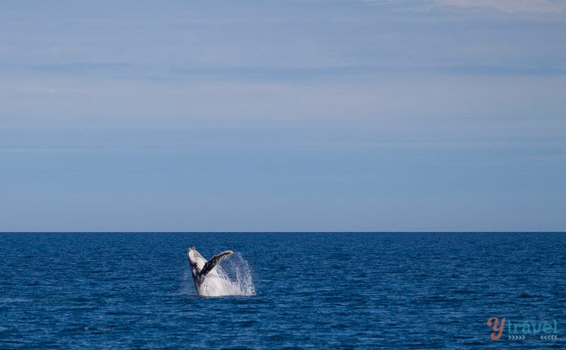 humpback whale breaching out of ocean