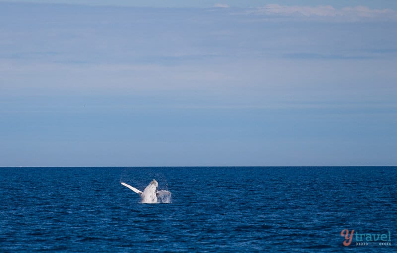 Humpback whale breaches in Hervey Bay, Queensland, Australia