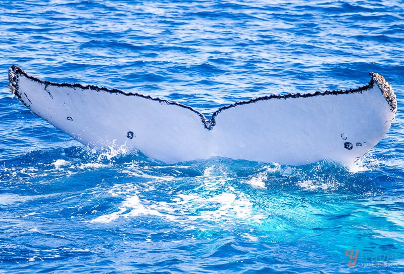 a whale\'s tail in the water