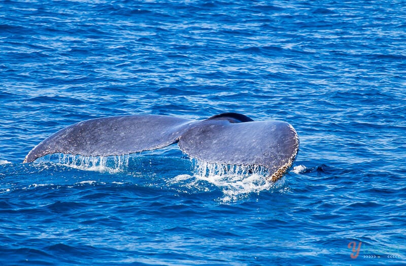 Whale watching in Hervey Bay, Queensland