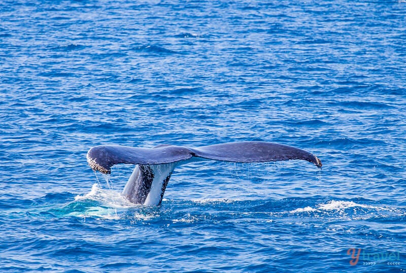 Whale watching in Hervey Bay, Queensland, Australia