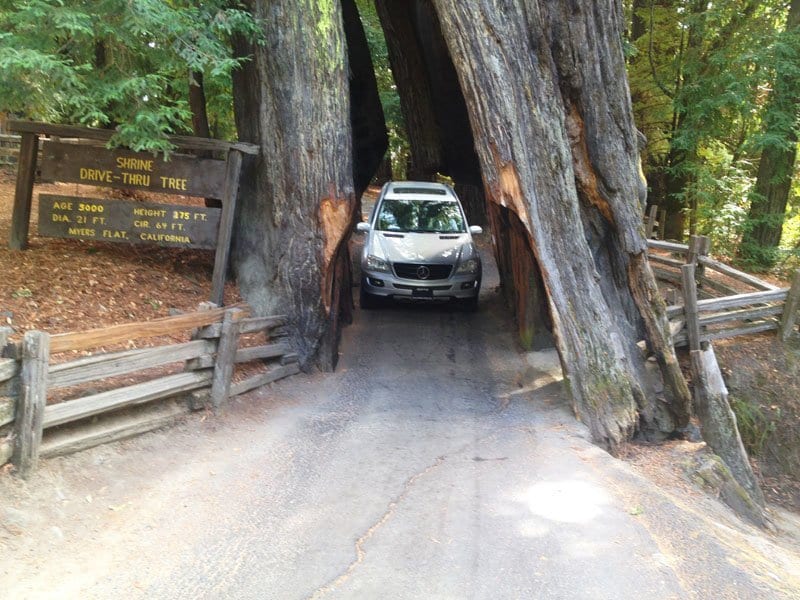 Drive Through Tree, Redwoods, California