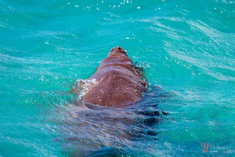 dugong swimming in the water