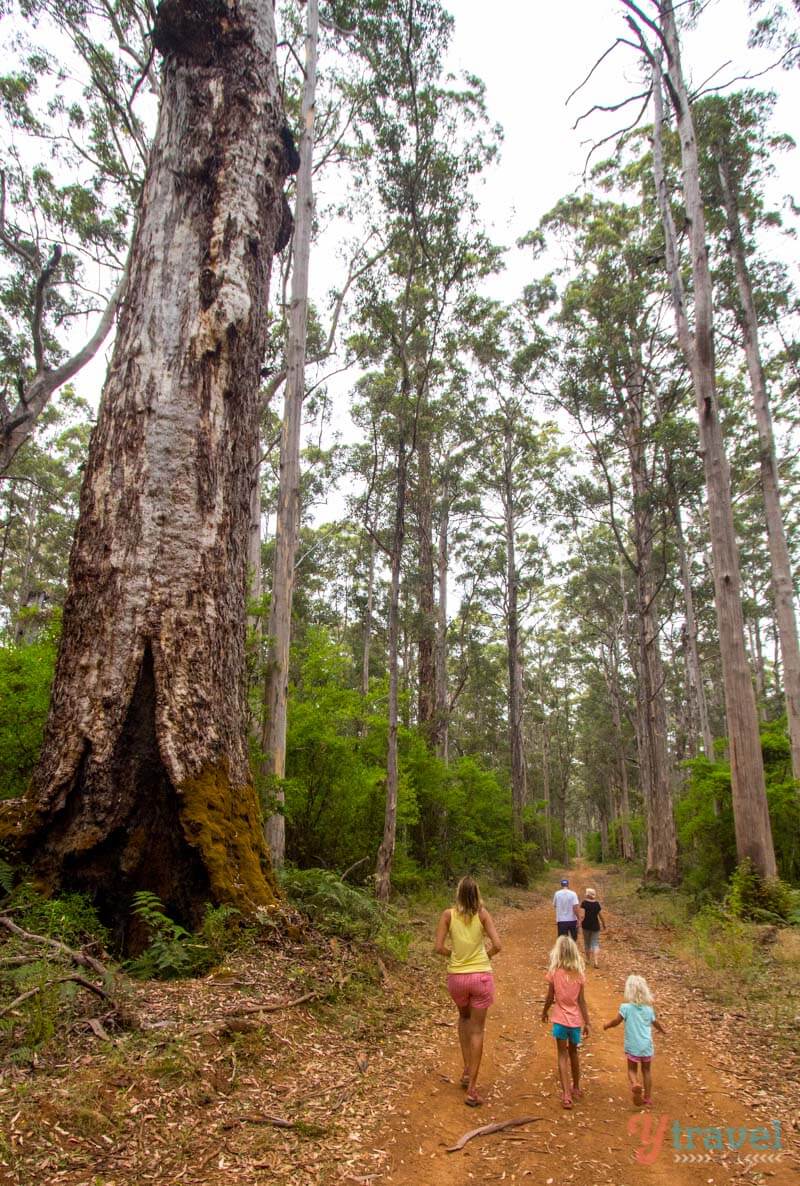 people walking on trail in Karri forest in Pemberton,