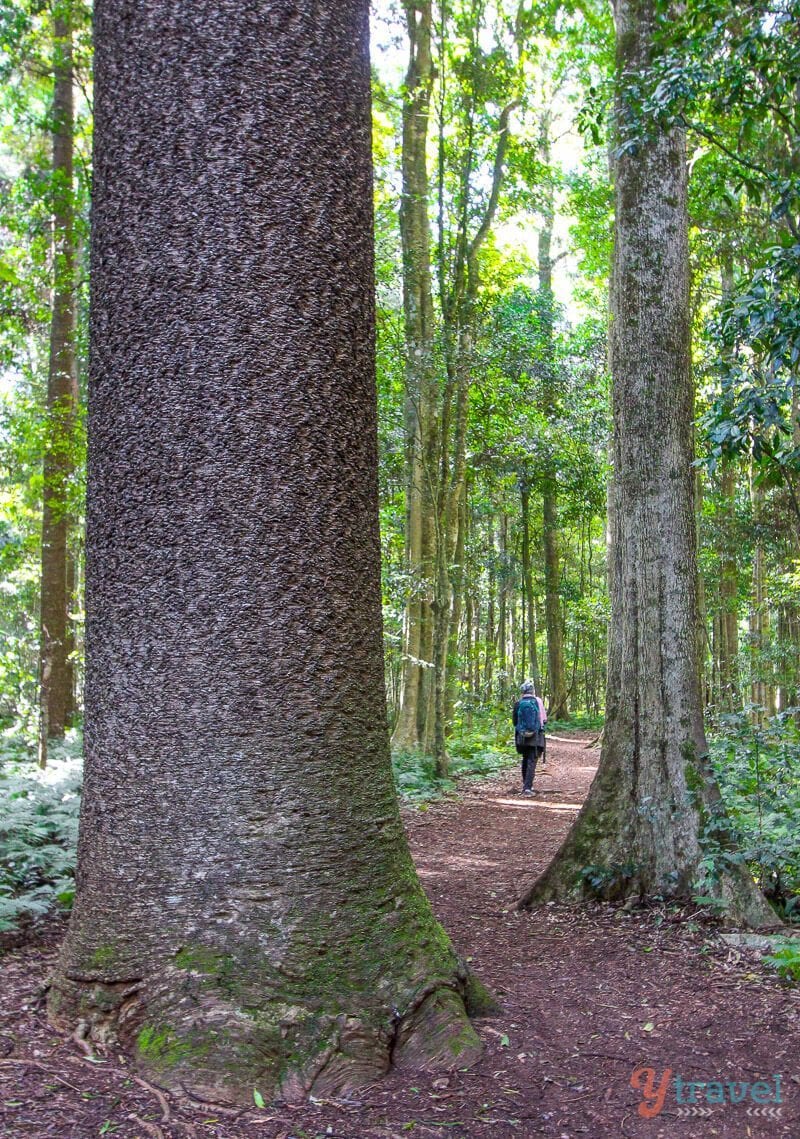 person walking through forest at Bunya Mountains