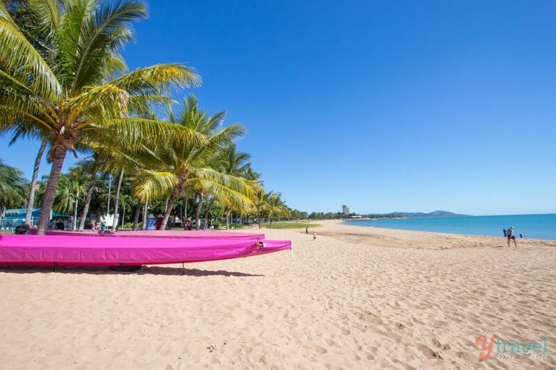 pink kayak palm trees along the beach