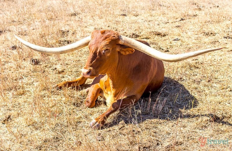 Texas Longhorn laying on ground