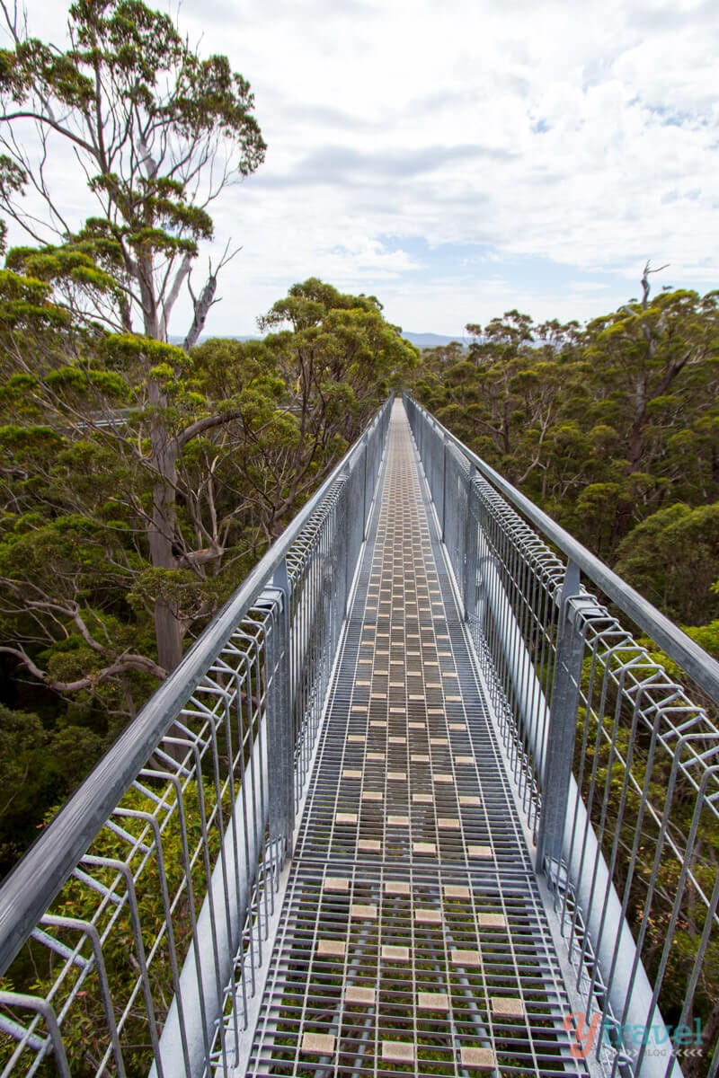 bridge above trees