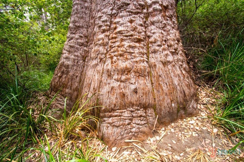 close up of a tree trunk