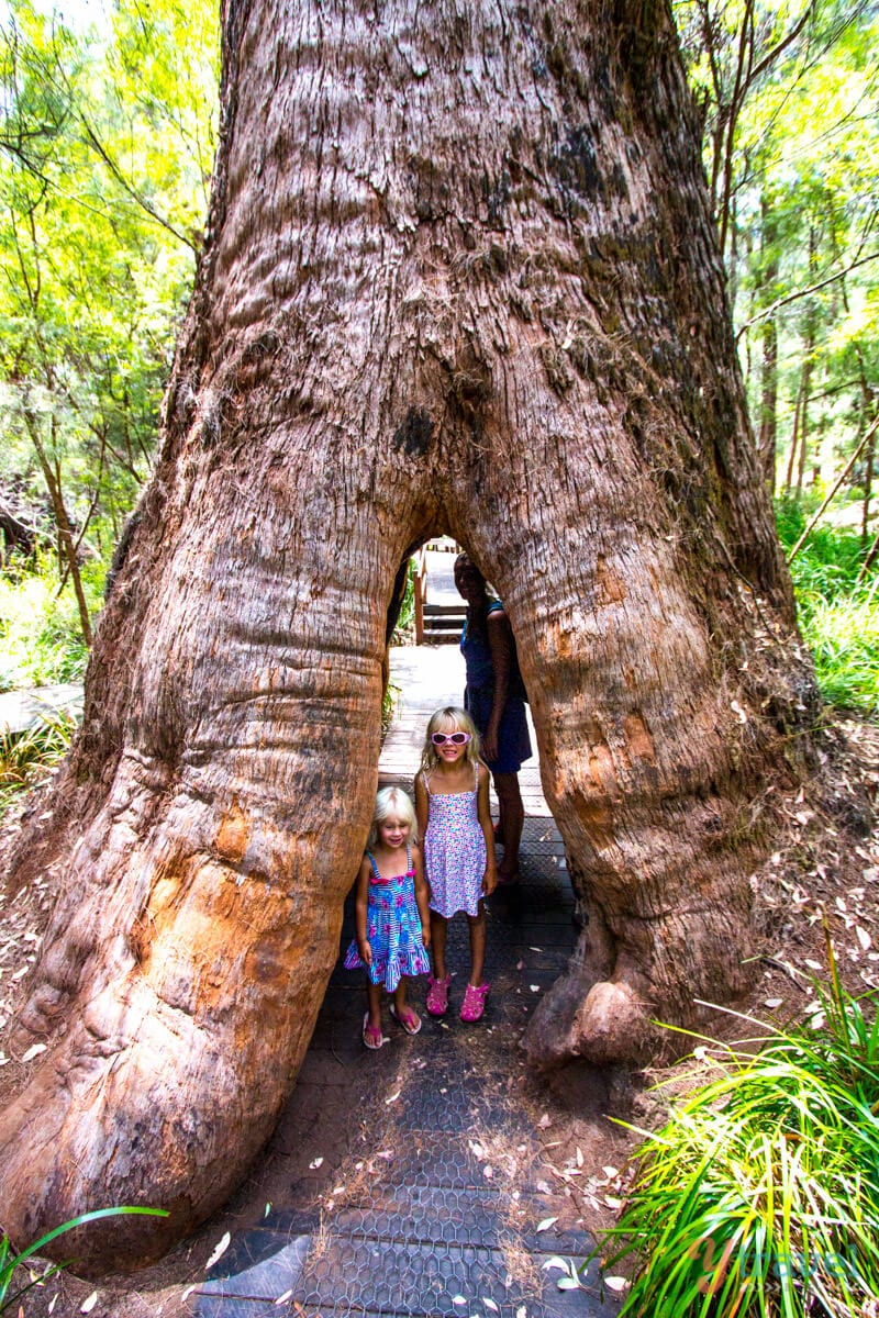 girls standing inside a hollow tree trunk