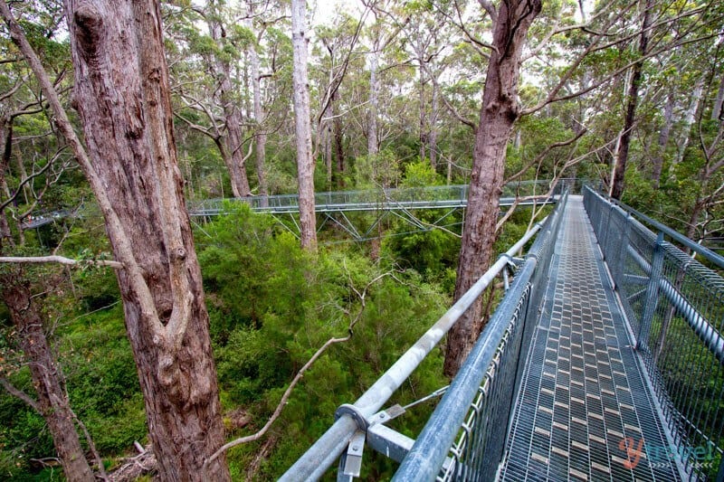 A bridge over a forest