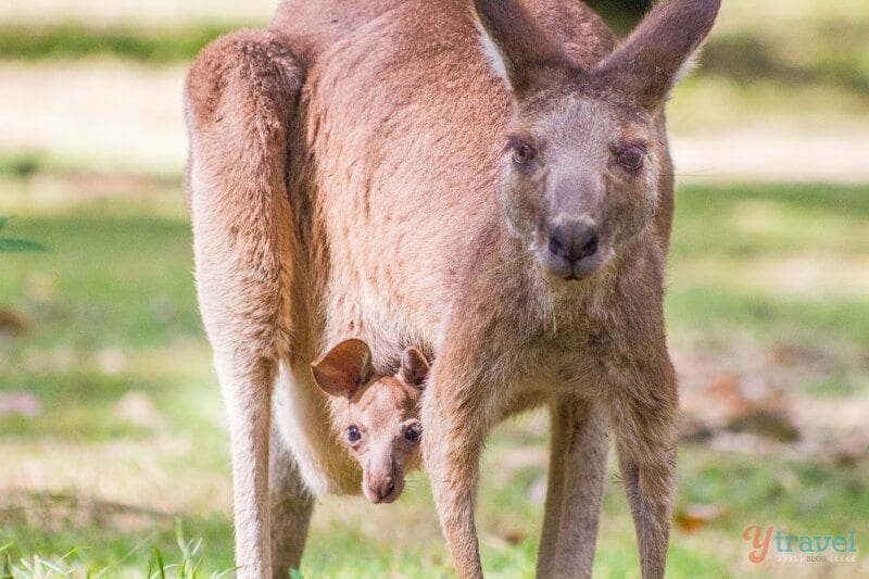 Kangaroo and her joey at Carnarvon Gorge National Park, Queensland