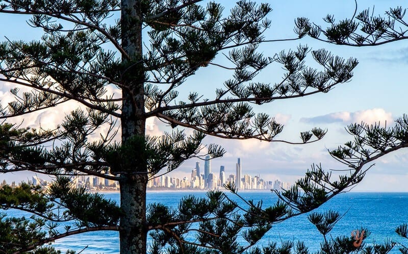 A tree with beach and view of surfers paradise skyline peaking through the branches