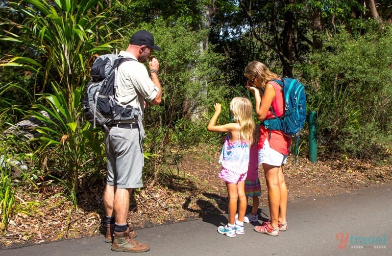 Exploring the Binna Burra Mountains in Lamington National Park, Gold Coast Hinterland, Australia