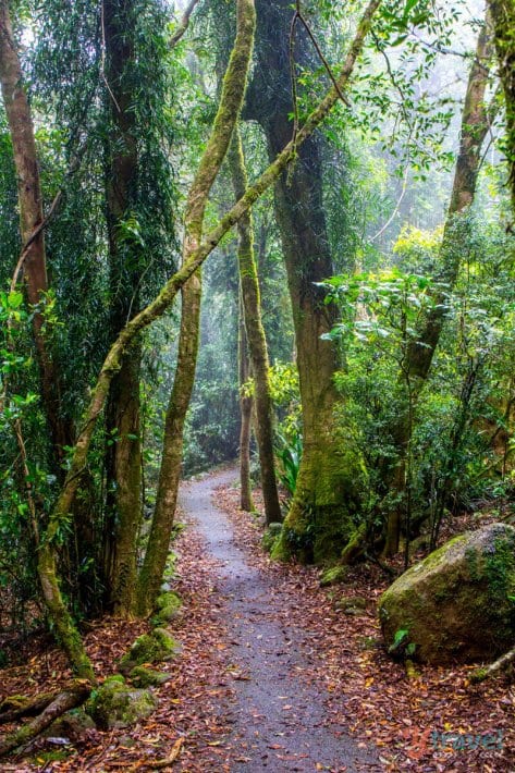 path winding through the rainforest on the Twin Falls Walk