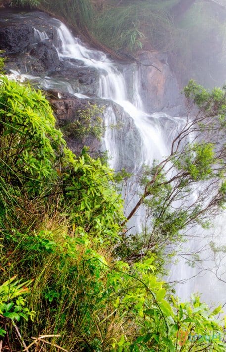 Twin Falls walk, Springbrook National Park, Gold Coast Hinterland, Queensland, Australia