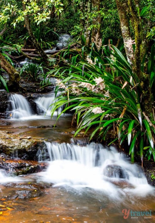Twin Falls walk in Springbrook National Park, Gold Coast Hinterland, Queensland, Australia