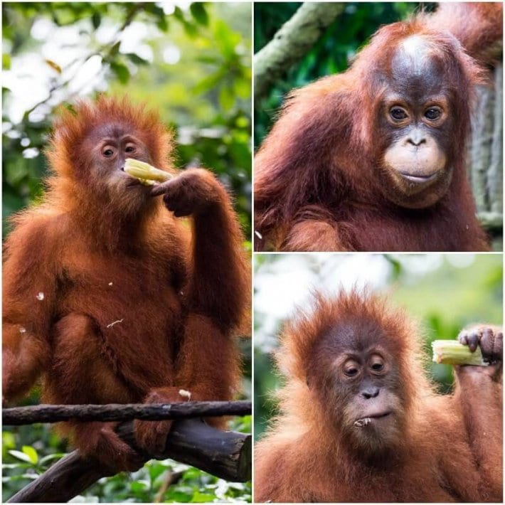 orangutans eating