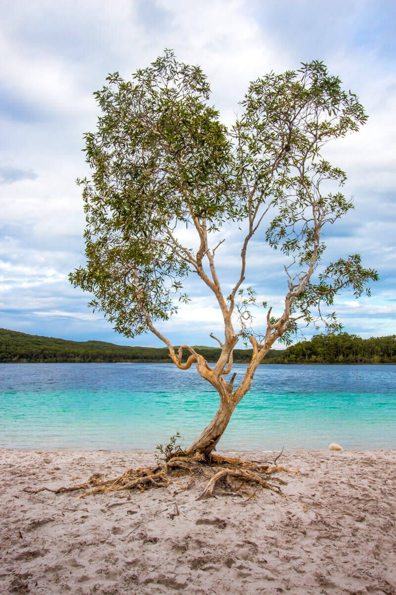 The famous heart shaped tree at Lake Mackenzie - one of the best things to do on Fraser Island in Australia