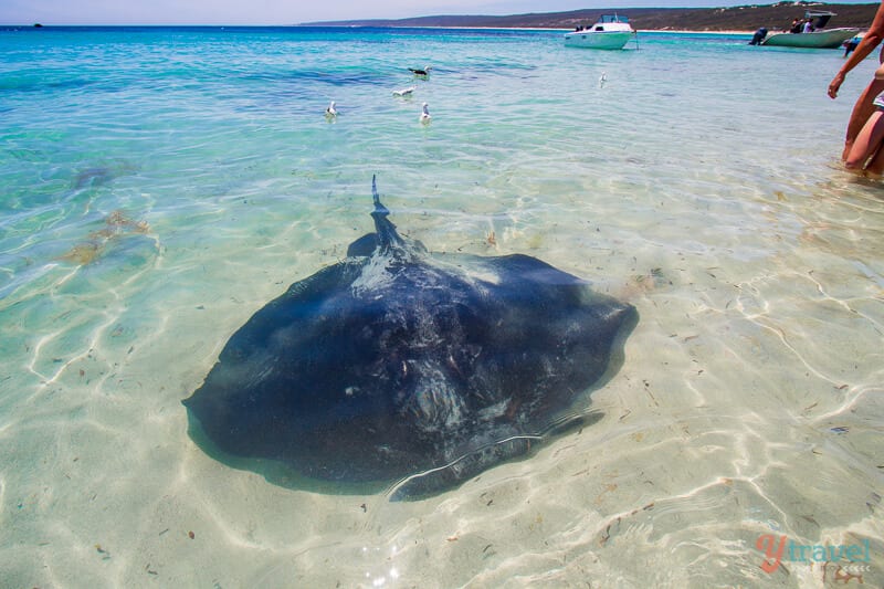 sting ray in water at edge of shore