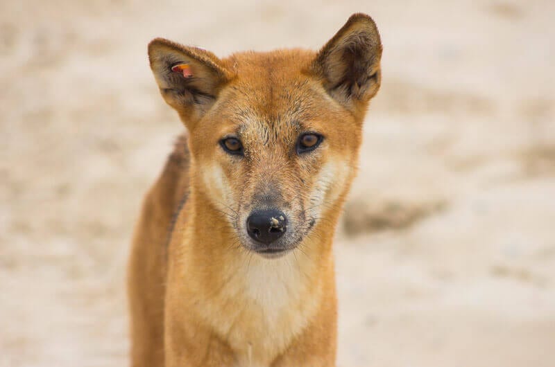 Dingo on Fraser Island in Queensland, Australia
