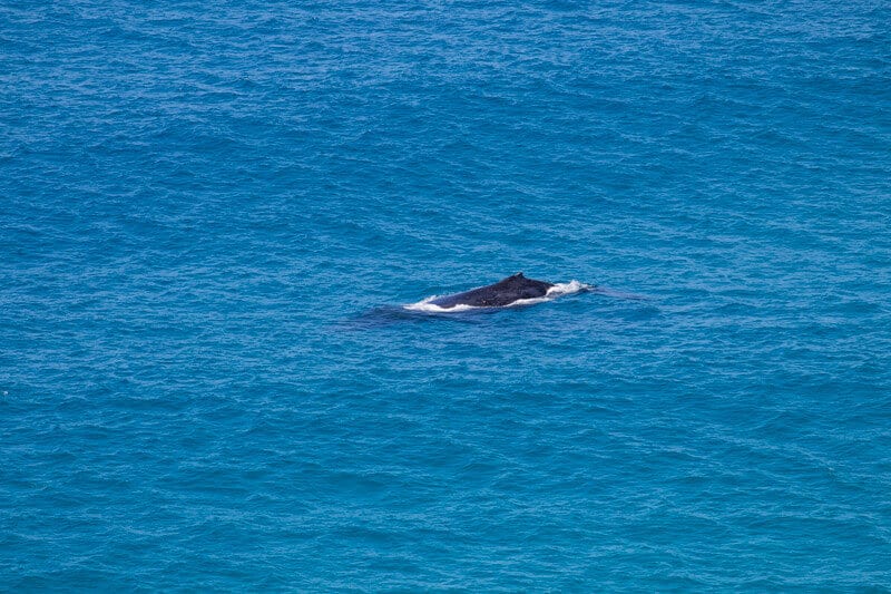 Humpback whale migrating past Indian Head - things to see on Fraser Island in Australia